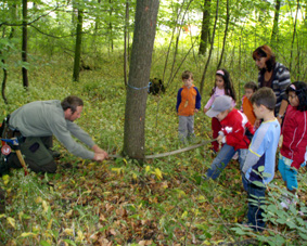 baum wird gefaellt